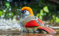 China - Birds