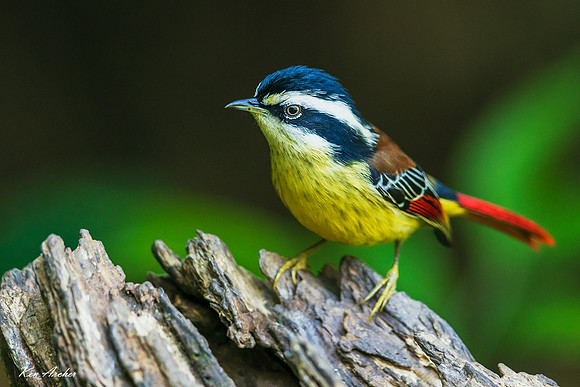 CHRM00041 - Red-tailed Minla