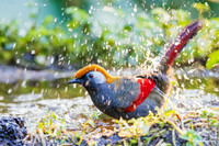 CHRL00437 - Red-tailed Laughingthrush