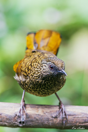 CHSL00013 - Scaly Laughingthrush