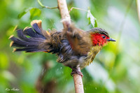 CHSL00235 - Scarlet-faced Liocichla