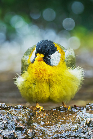 CHSM00180 - Silver-eared Mesia
