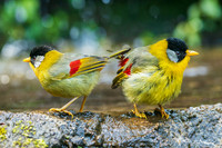 CHSM00204 - Silver-eared Mesia