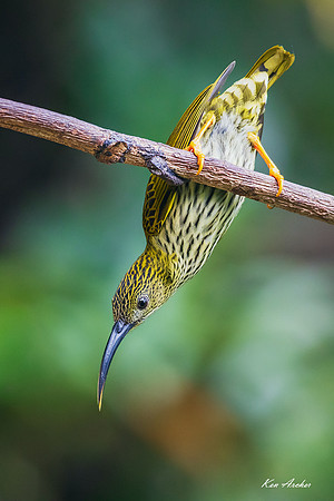 CHSS00015 - Streaked Spiderhunter