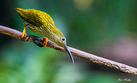 CHSS00028 - Streaked Spiderhunter