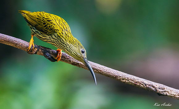 CHSS00028 - Streaked Spiderhunter
