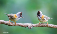 CHWY00035 - Whiskered Yuhina