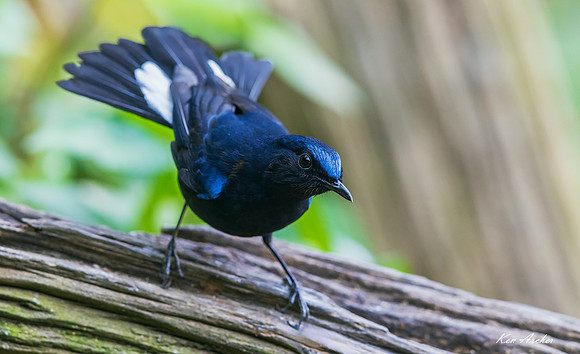 CHWR00088 - White-tailed Robin