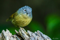 CHYF00005 - Yunnan Fulvetta