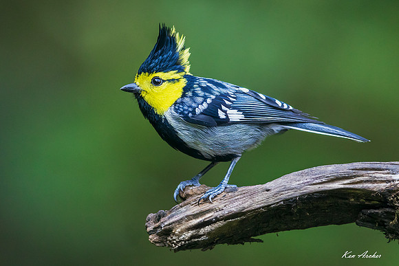 CHYT00020 - Yellow-cheeked Tit