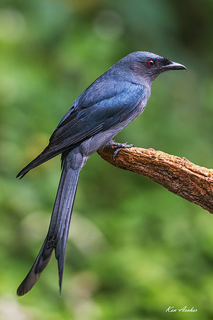 CHAD00035 - Ashy Drongo