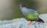 CHBP00015 - Blood Pheasant