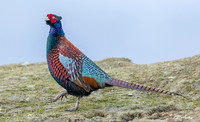 CHCP00002 - Common Pheasant