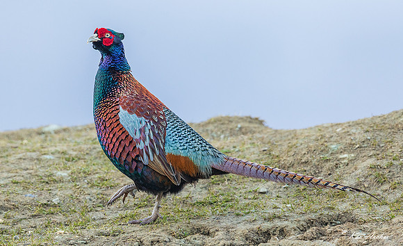 CHCP00002 - Common Pheasant