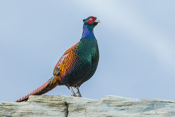 CHCP00016 - Common Pheasant