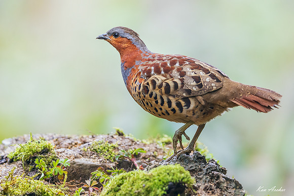 CHCP00048 - Chinese Bamboo Partridge