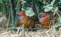CHCP00021 - Chinese Bamboo Partridge