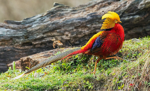 CHGP00049 - Golden Pheasant