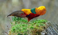 CHGP00250 _ Golden Pheasant