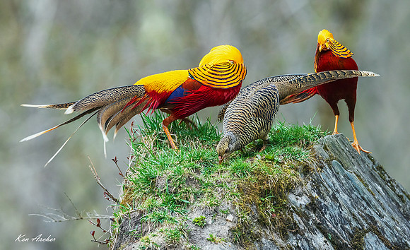 CHGP00159 - Golden Pheasant
