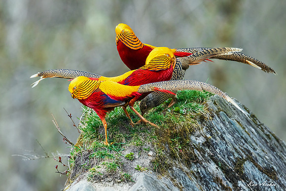 CHGP00128 - Golden Pheasant