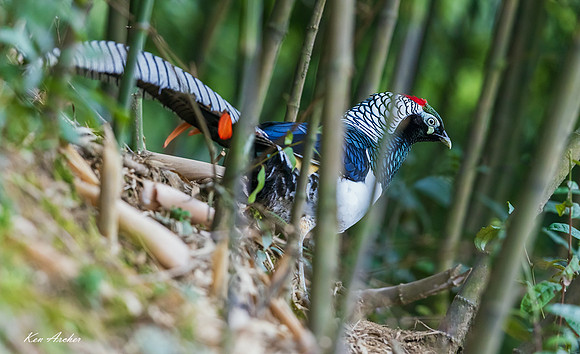 CHLA00100 - Lady Amherst's Pheasant
