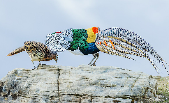 CHLA00370 - Lady Amherst's Pheasant