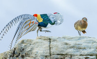 CHLA00549 - Lady Amherst's Pheasant