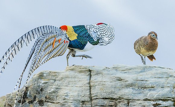 CHLA00549 - Lady Amherst's Pheasant