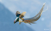 CHLA00720 - Lady Amherst's Pheasant