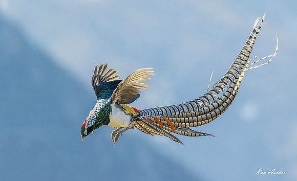 CHLA00720 - Lady Amherst's Pheasant