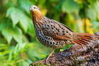 CHMP00002 - Mountain Bamboo Partridge