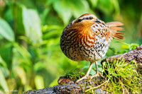 CHMP00014 - Mountain Bamboo-partridge
