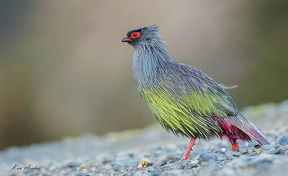 CHBP00030 - Blood Pheasant