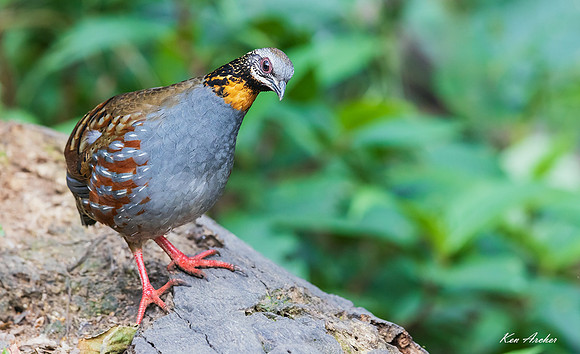 CHRP00054 - Rufous-throated Partridge