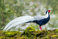 CHSP00199 - Silver Pheasant