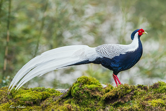 CHSP00199 - Silver Pheasant