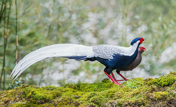CHSP00212 - Silver Pheasant