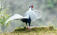 CHSP00715 - Silver Pheasant