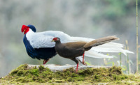 CHSP00795 - Silver Pheasant