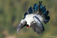 CHWP00125 - White Eared Pheasant