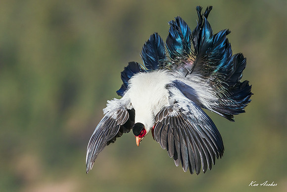 CHWP00125 - White Eared Pheasant