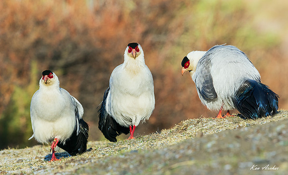 CHWP00097 - White Eared Pheasant