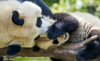 CHGP00029 - Giant Panda