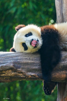 CHGP00140 - Giant Panda