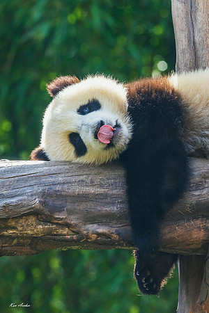 CHGP00140 - Giant Panda