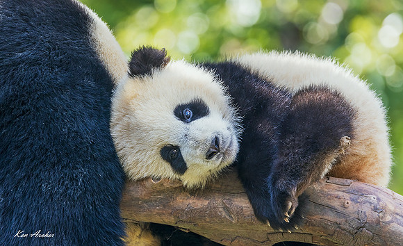 CHGP00044 - Giant Panda