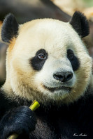 CHGP00082 - Giant Panda