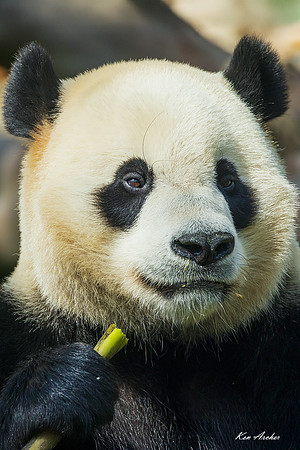 CHGP00082 - Giant Panda