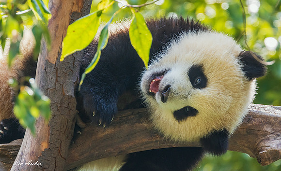 CHGP00118 - Giant Panda